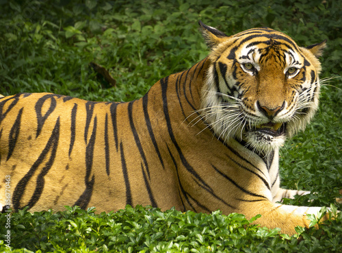 Photography Tiger with its colourful camouflage and unique patterns