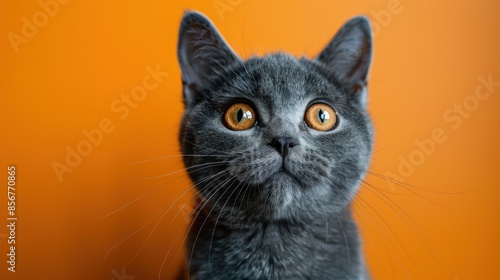 Portrait of a Curious Gray Kitten