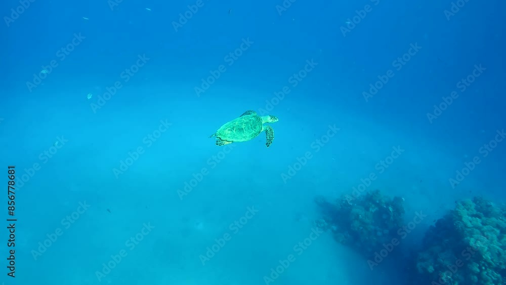 Sea turtle swims in turquoise Ocean, tropical fish swim on background, Slow motion. Hawksbill Sea Turtle or Bissa (Eretmochelys imbricata) Sea turtle swims in turquoise Ocean, tropical fish swim on background, Slow motion. Hawksbill Sea Turtle or Bissa (Eretmochelys imbricata)