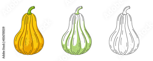 Pumpkin or butternut squash, colorful and line icons set. Farm vegetable vector outline icon, monochrome and color illustration. Healthy nutrition, organic food, vegetarian product. For coloring book