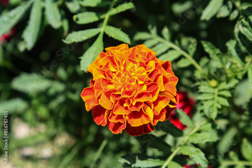 Tagetes erecta, Pot Meri gold, golden merigold or Tagetes Lemmonii Red and Yellow beautiful flowers photo