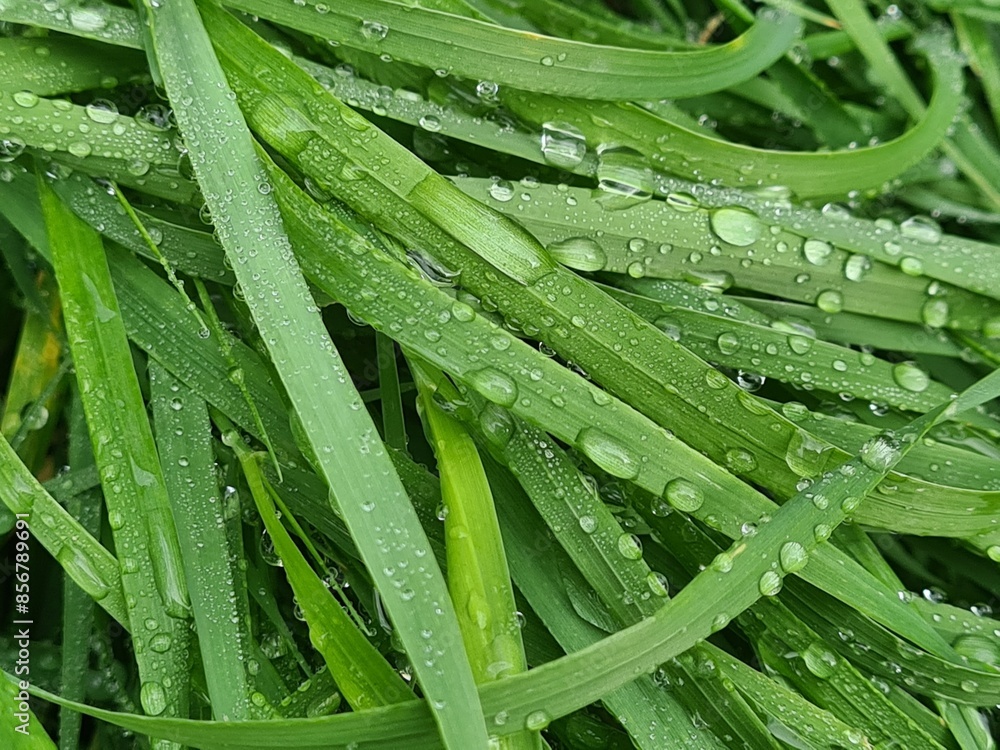 Morgentau - Wassertröpfchen auf Grashalmen 3 Morgentau - Wassertröpfchen auf Grashalmen 3