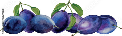 Vector banner dark blue plums in a rows, white background, watercolor illustration, for card, invitation, design, backgrounds, cosmetics