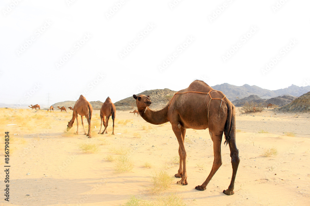 camels caravan in Saudi Arabian desert camels caravan in Saudi Arabian desert