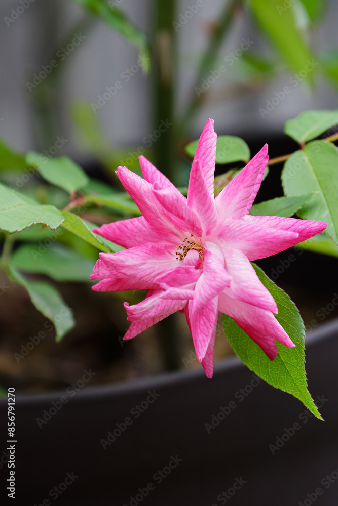 Fototapeta premium 挿し木のバラ 見事に開花