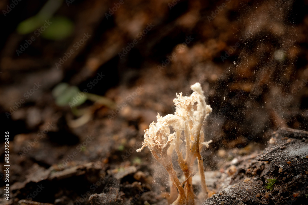 The fungus or Mushroom is releasing spores in the Tropical rainforest. The fungus or Mushroom is releasing spores in the Tropical rainforest.