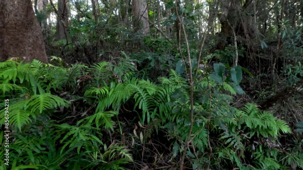 Lush Forest Vegetation in Springbrook Lush Forest Vegetation in Springbrook