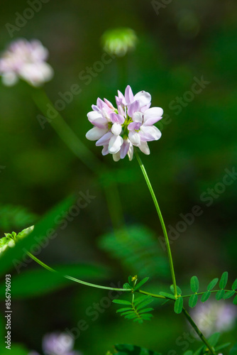 Forest wild flowers in the natural environment