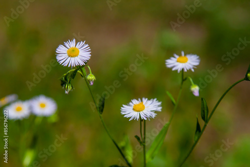 Forest wild flowers in the natural environment