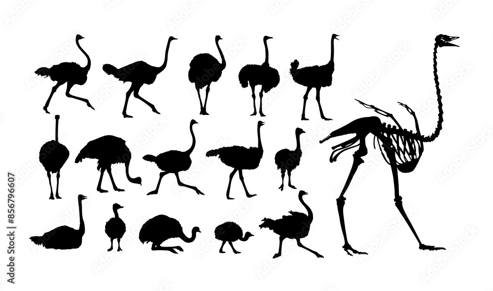 The set of silhouettes of ostriches.
The set of silhouettes of ostriches.