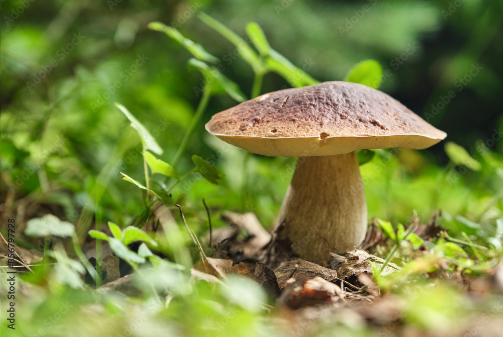Season porcini white mushrooms in forest. Porcini cep white mushroom king boletus pinophilus. Shallow depth of field Season porcini white mushrooms in forest. Porcini cep white mushroom king boletus pinophilus. Shallow depth of field