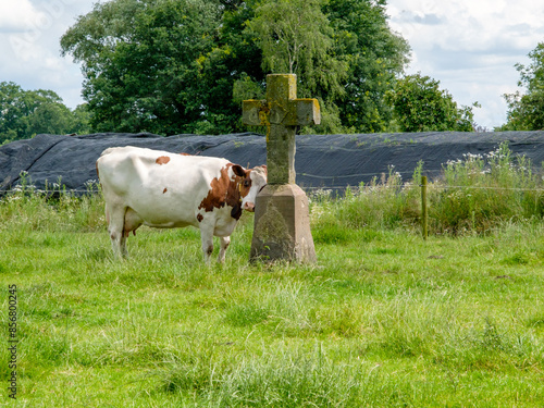 Salland, Het Stenen Kruis, Olst, Overijssel province, The Netherlands photo