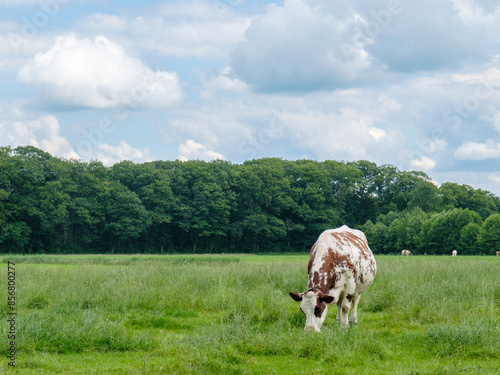 Salland, koeien in de wei nabij Olst photo