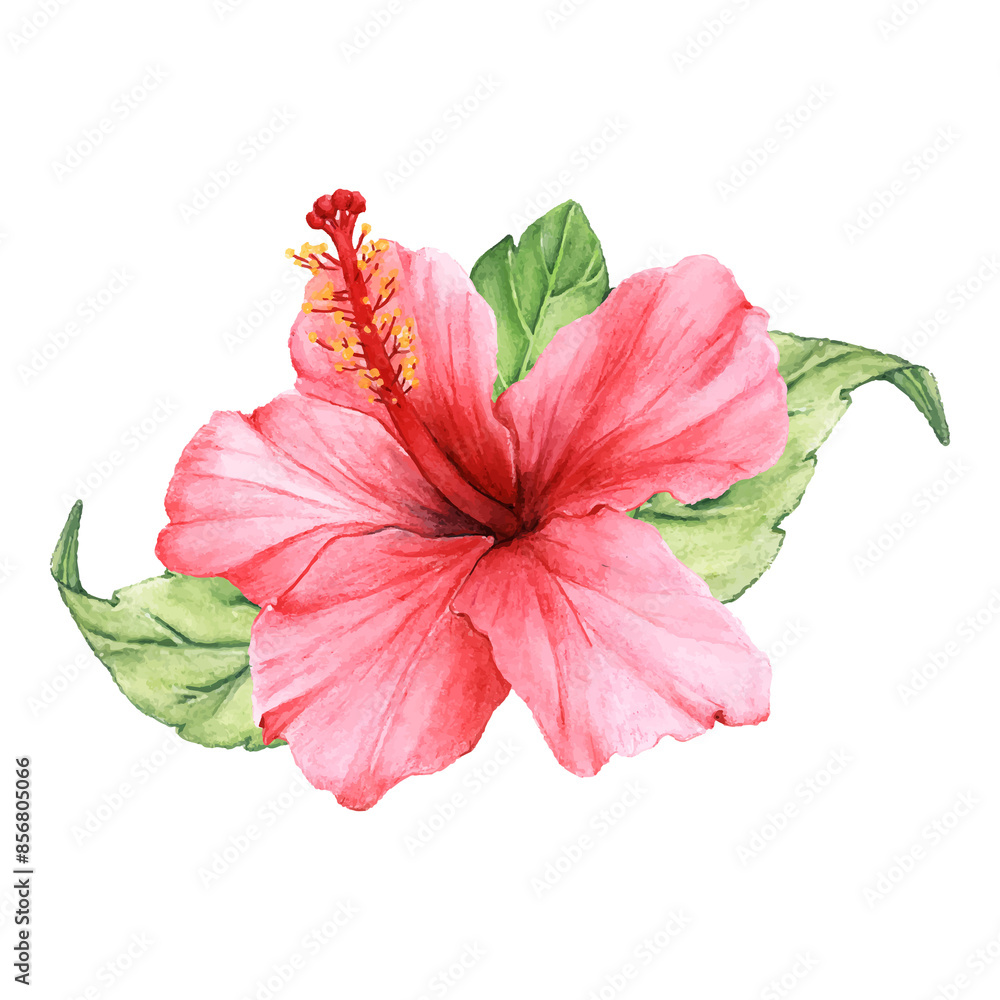 Fototapeta premium Hibiscus png watercolor element, transparent background