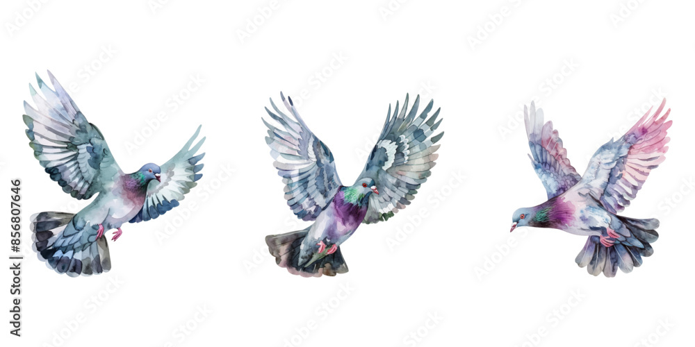 Fototapeta premium Cute watercolor pigeon flying isolated on white background.