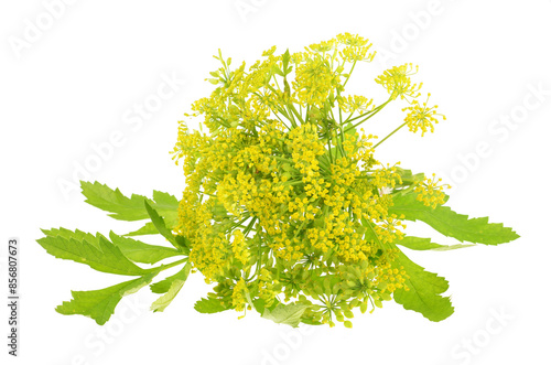 leaves and seeds of parsnip on isolated white background