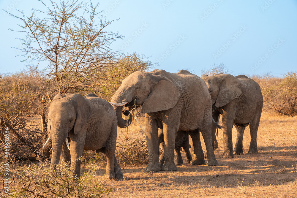 Fototapeta premium Family Herd of Elephants Walking in Line Head to Tail in South Africa