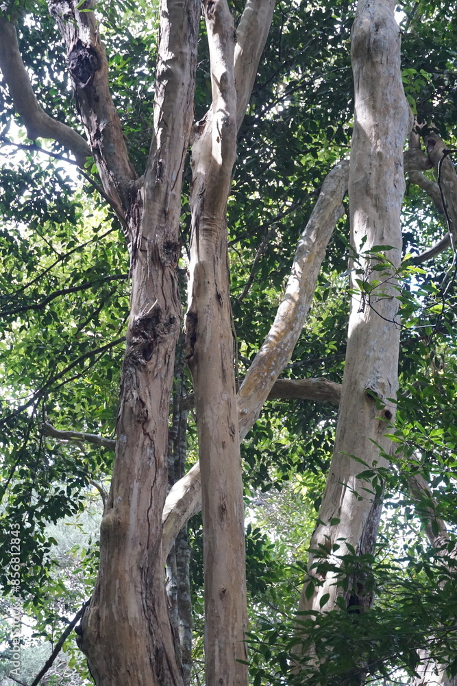 Fototapeta premium A tree with a lot of branches and leaves