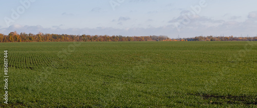 A large, open field with a clear blue sky