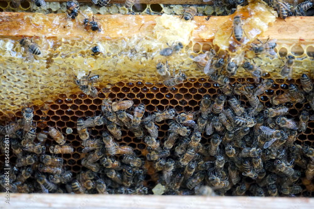 Closeup of honey bees inside the bee hive, bee cooperation communication. Frames of a bee hive. Beekeeper harvesting honey. Closeup of honey bees inside the bee hive, bee cooperation communication. Frames of a bee hive. Beekeeper harvesting honey.