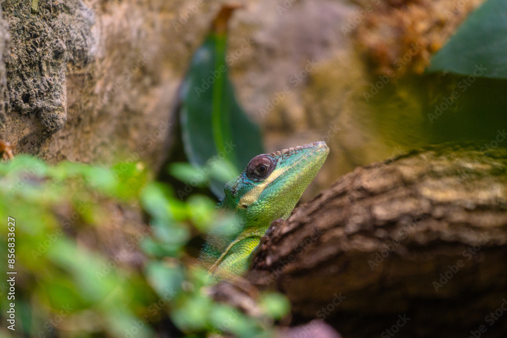 A beautiful green lizard sitting on the jungle tree branch in terrarium. Exotic scene in aquazoo un Dusseldorf, Germany. A beautiful green lizard sitting on the jungle tree branch in terrarium. Exotic scene in aquazoo un Dusseldorf, Germany.