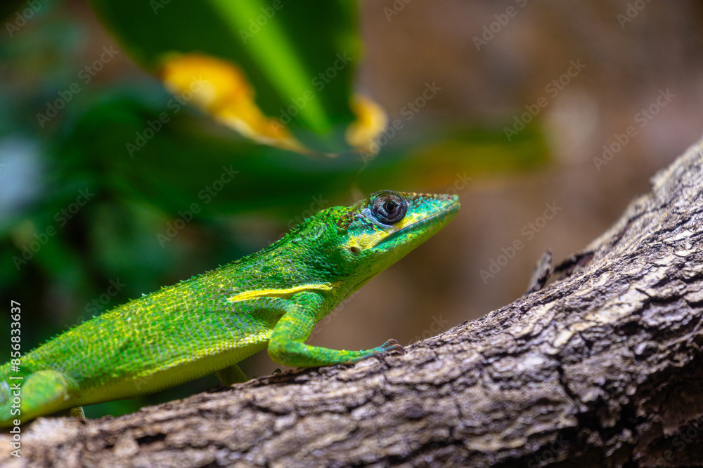 A beautiful green lizard sitting on the jungle tree branch in terrarium. Exotic scene in aquazoo un Dusseldorf, Germany. A beautiful green lizard sitting on the jungle tree branch in terrarium. Exotic scene in aquazoo un Dusseldorf, Germany.