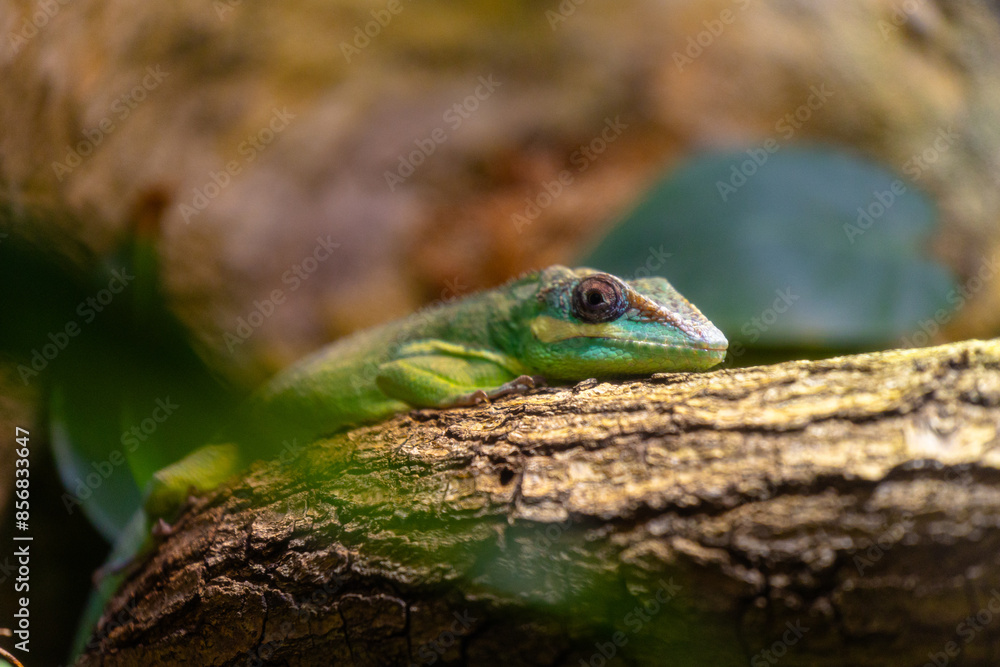 A beautiful green lizard sitting on the jungle tree branch in terrarium. Exotic scene in aquazoo un Dusseldorf, Germany. A beautiful green lizard sitting on the jungle tree branch in terrarium. Exotic scene in aquazoo un Dusseldorf, Germany.