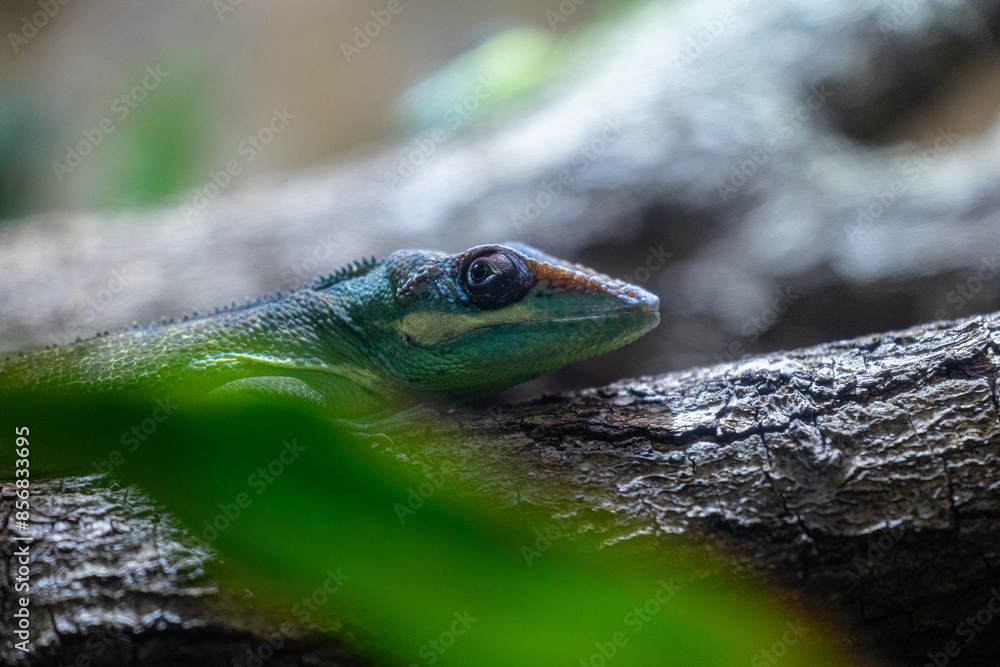 A beautiful green lizard sitting on the jungle tree branch in terrarium. Exotic scene in aquazoo un Dusseldorf, Germany. A beautiful green lizard sitting on the jungle tree branch in terrarium. Exotic scene in aquazoo un Dusseldorf, Germany.