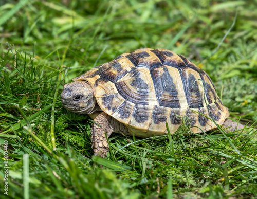Obraz na płótnie Hermann's tortoise in a green meadow w salonie