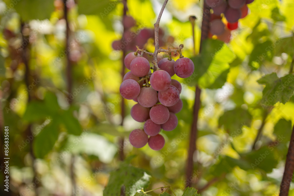 A cluster of ripe vibrant red grapes. The purple color of the organic seedless grapes is growing and hanging on a fruit plant. The grape leaves on the plant are smooth and large with toothed edges A cluster of ripe vibrant red grapes. The purple color of the organic seedless grapes is growing and hanging on a fruit plant. The grape leaves on the plant are smooth and large with toothed edges