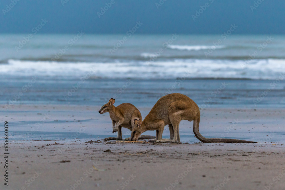 Two Kangaroos Looking for Food on the Beach at Cape Hillsborough, Queensland, Australia. Two Kangaroos Looking for Food on the Beach at Cape Hillsborough, Queensland, Australia.