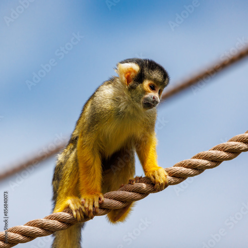 Black capped squirrel monkey, Saimiri boliviensis, climbing on a rope. A New World monkey native to the upper Amazon basin in Bolivia, western Brazil and eastern Peru. photo