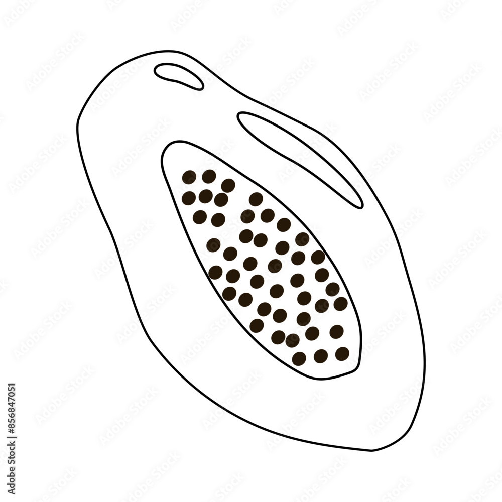 Ripe papaya fruit in cut, doodle style flat vector outline for coloring book Ripe papaya fruit in cut, doodle style flat vector outline for coloring book