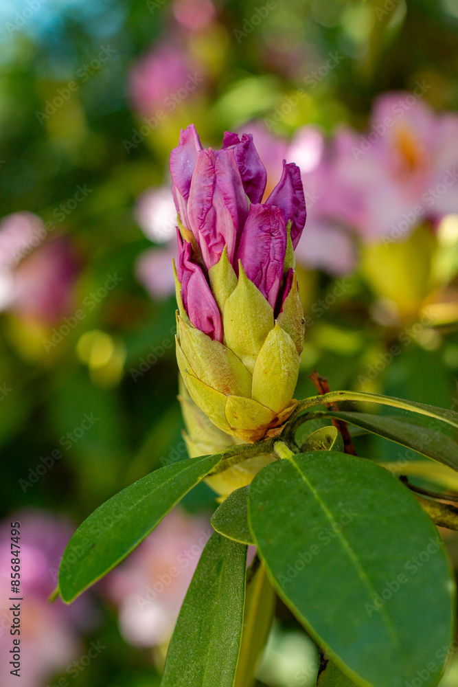 Obraz premium rhododendron bush flowers in one of the courtyards of the city of Munich. blooming rhododendron bud
