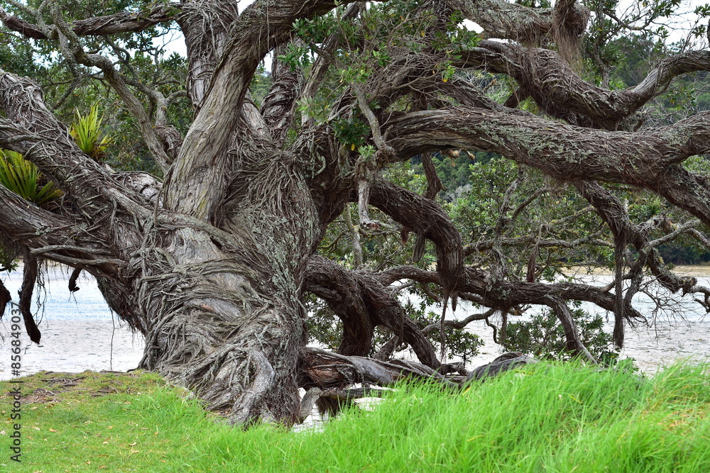 Old massive pohutukawa tree with curvy trunk and branches leaning over ...