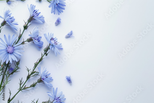 Beautiful botanical composition of chicory flowers is lying on a white background with copy space photo