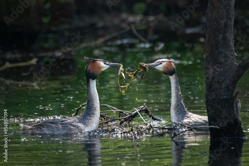 Haubentaucher bei der Balz photo