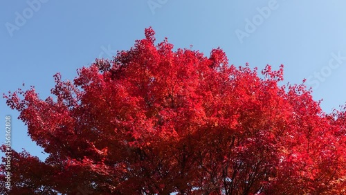 Autumn Foliage
