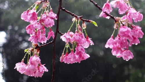 Cherry blossoms in the rain