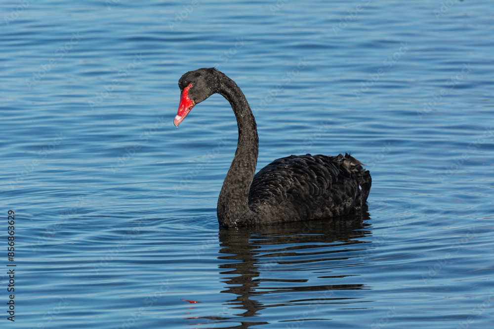 Fototapeta premium Black Swan