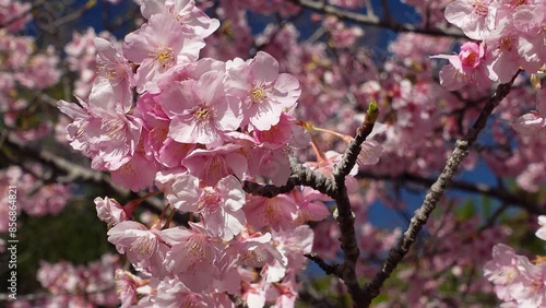 Cherry Blossoms