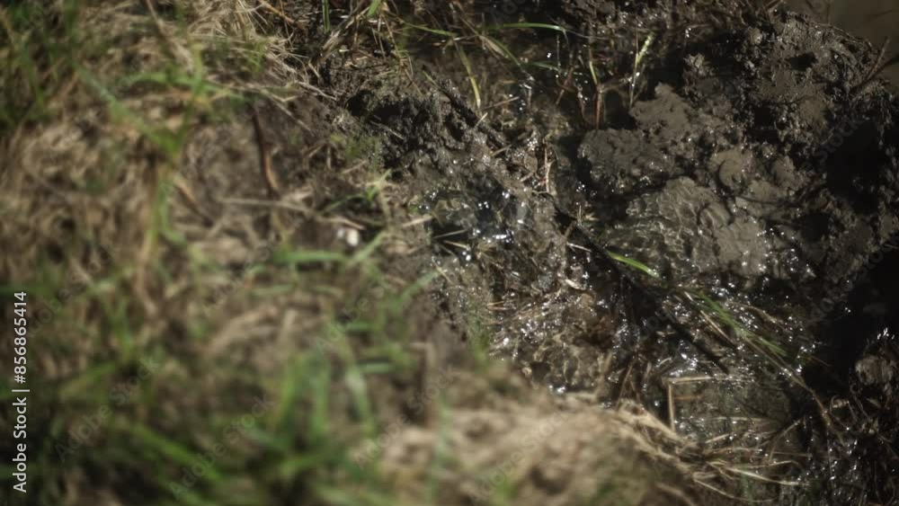 Close-up of wet mud and grass, showing the texture and details of the soil and plants. Close-up of wet mud and grass, showing the texture and details of the soil and plants.