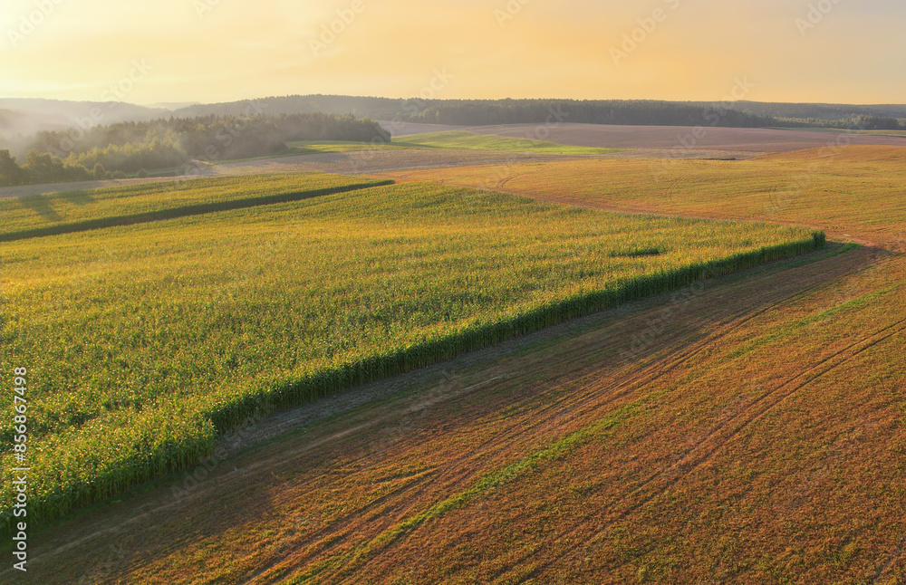 Corn field landscape on sunset, aerial view. Maize plant and sweetcorn. Cornfield at farm. Harvest season. Green Agricultural field in golden sun's rays, drone view. Fodder maize and grain crop. Corn field landscape on sunset, aerial view. Maize plant and sweetcorn. Cornfield at farm. Harvest season. Green Agricultural field in golden sun's rays, drone view. Fodder maize and grain crop.