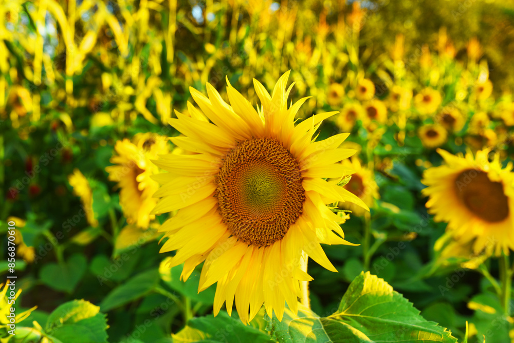 Sunflowers field. Harvesting Sunflower Seeds in agriculture. Huge yellow flowers with seeds on sun. Harvesting sunflower seeds in autumn harvest season. Sunflowers farming for sunflower oil. Sunflowers field. Harvesting Sunflower Seeds in agriculture. Huge yellow flowers with seeds on sun. Harvesting sunflower seeds in autumn harvest season. Sunflowers farming for sunflower oil.