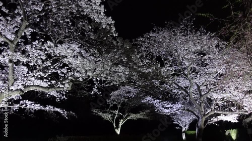 Cherry Blossoms
