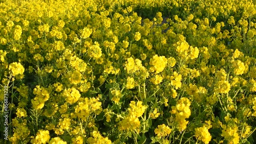 Rape blossoms