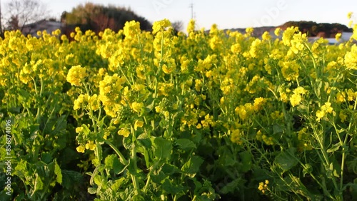 Rape blossoms
