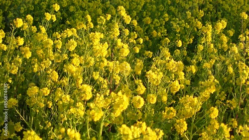 Rape blossoms
