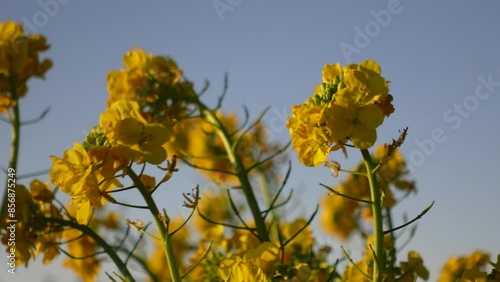 Rape blossoms