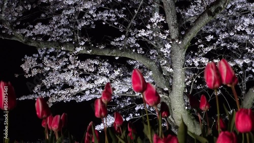 Cherry Blossoms
